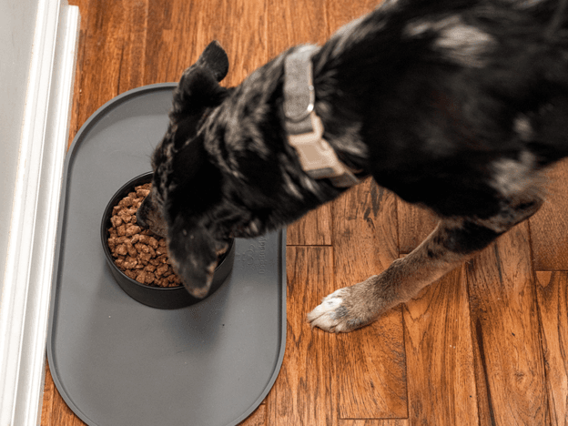 Dog eating freeze-dried vital essentials from a bowl on a gray mat on a wooden floor.