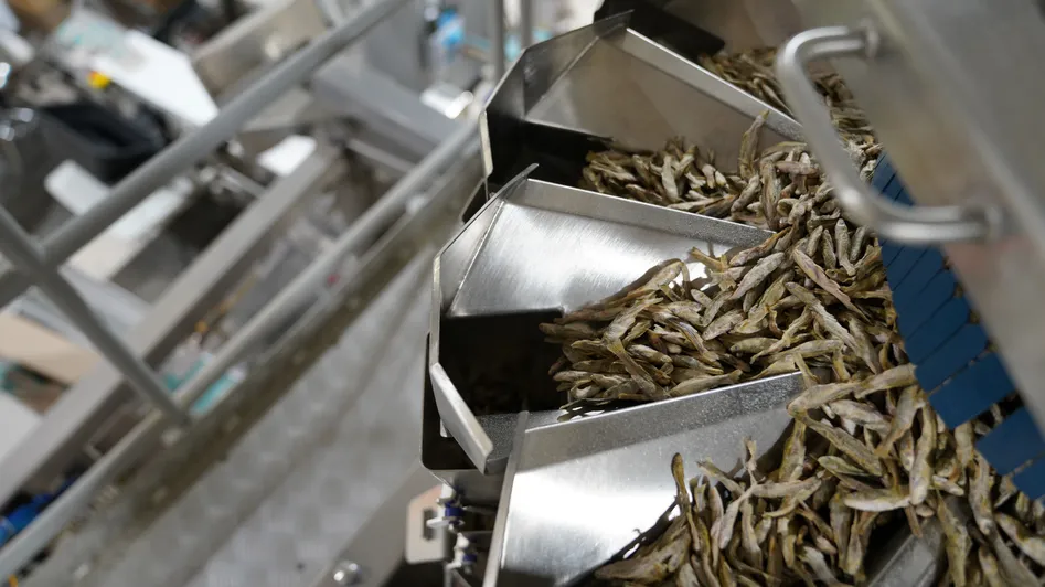 Close-up of a our Freeze-Dried Minnows in production.